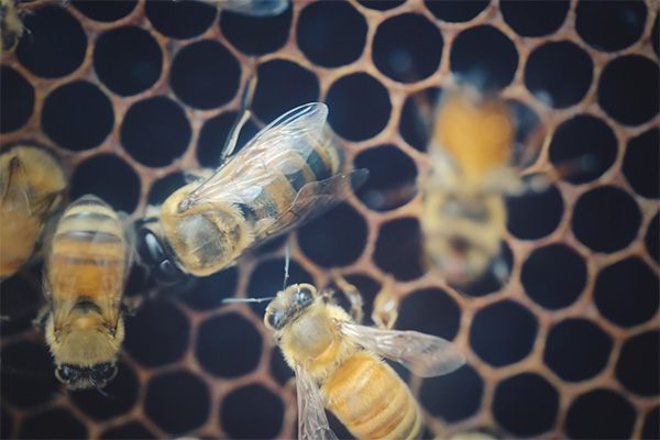 ミツロウは蜂の巣を作るために蜂が出す分泌物